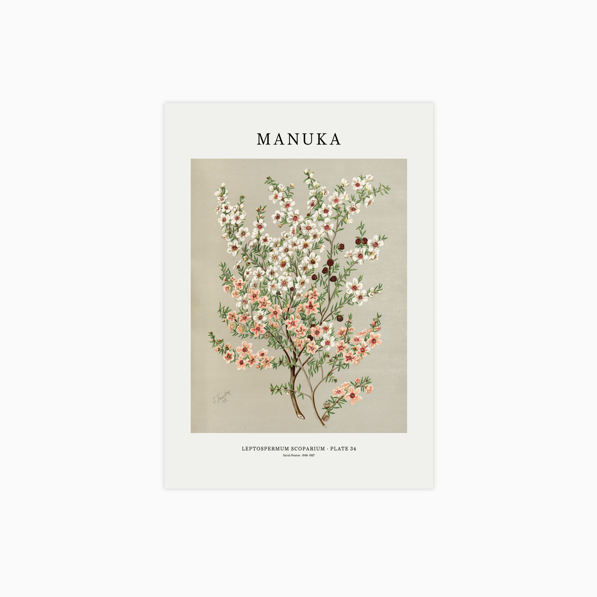 Manuka Poster