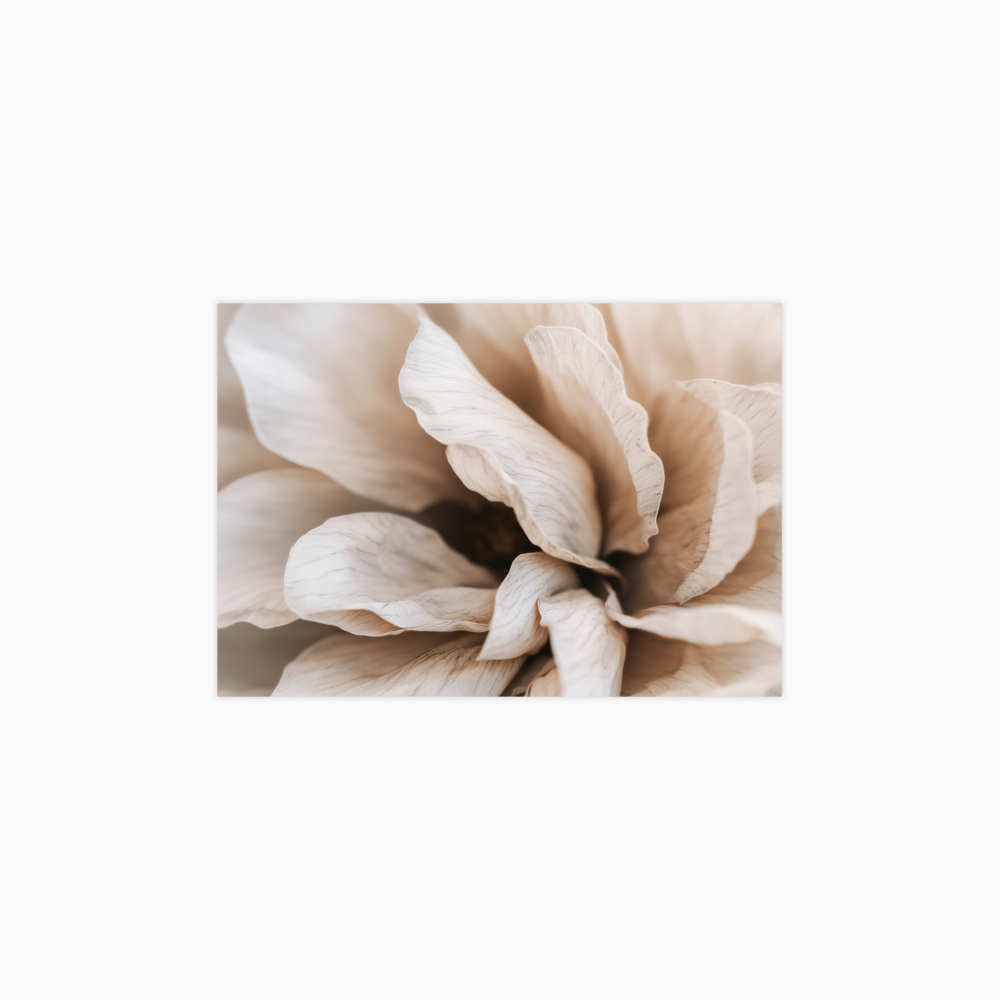 Fragile Bloom No 01 Poster