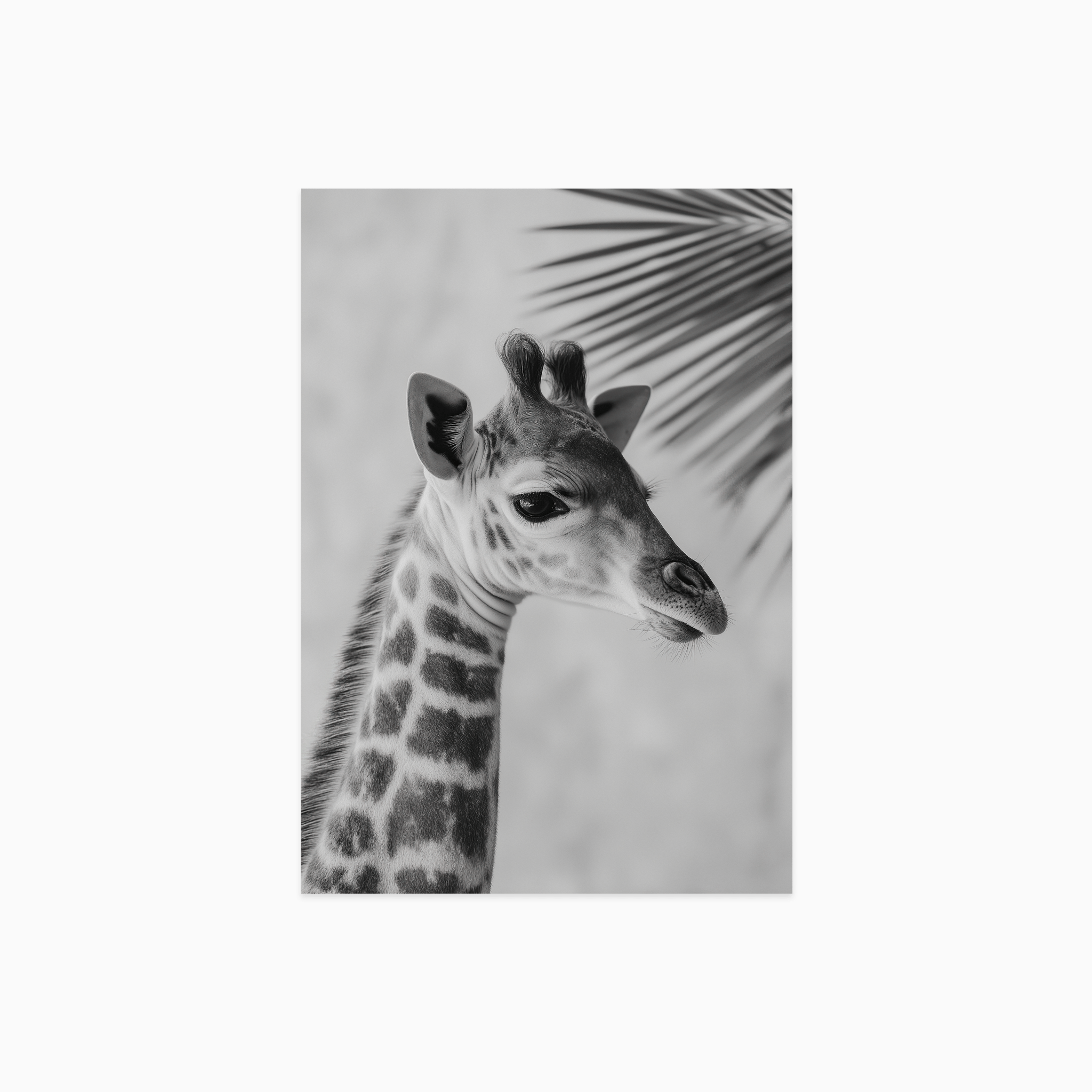 Young Giraffe Poster